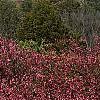 Malus 'Prairifire', habit