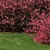 Malus 'Prairifire', habit
