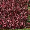 Malus 'Prairifire', habit