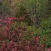 Malus 'Prairifire', habit