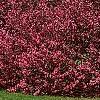 Malus 'Prairifire', habit