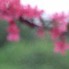 Malus 'Prairifire', flowers