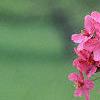 Malus 'Prairifire', flowers