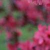 Malus 'Prairifire', flowers