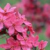 Malus 'Prairifire', flowers