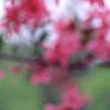 Malus 'Prairifire', flowers