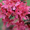 Malus 'Prairifire', flowers
