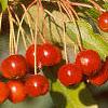 Malus 'Red Jewel', fruit
