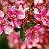 Malus 'Selkirk', flowers