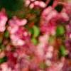 Malus 'Selkirk', flowers