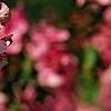 Malus 'Selkirk', flowers