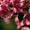 Malus 'Selkirk', flowers