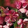 Malus 'Selkirk', flowers