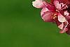 Malus 'Selkirk', flowers