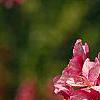 Malus 'Selkirk', flowers