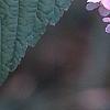 Neillia sinensis