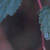 Neillia sinensis
