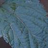 Neillia sinensis