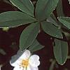 Potentilla alba, habit
