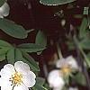Potentilla alba, habit