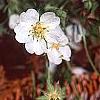 Potentilla alba, habit