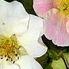 Potentilla fruticosa 'Pink Beauty'