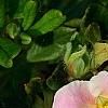 Potentilla fruticosa 'Pink Beauty'