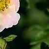 Potentilla fruticosa 'Pink Beauty'