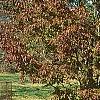 Prunus buergeriana, fall color