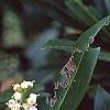 Prunus laurocerasus 'Otto Luyken'