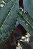 Prunus laurocerasus 'Otto Luyken'