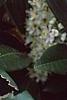 Prunus laurocerasus 'Otto Luyken'