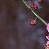 Prunus mume 'Kobai', flowers