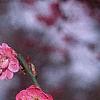 Prunus mume 'Kobai', flowers