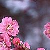 Prunus mume 'Kobai', flowers