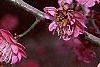 Prunus mume 'Kobai', flowers