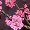 Prunus mume 'Kobai', flowers