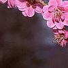Prunus mume 'Kobai', flowers