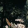 Pyracantha coccinea, flowers
