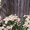 Pyracantha coccinea, flowers
