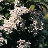 Pyracantha coccinea, flowers
