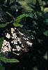 Pyracantha coccinea, flowers