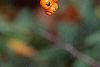 Pyracantha coccinea, fruit