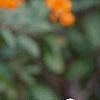 Pyracantha coccinea, fruit