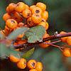 Pyracantha coccinea, fruit