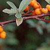 Pyracantha coccinea, fruit