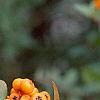 Pyracantha coccinea, fruit