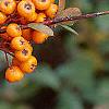 Pyracantha coccinea, fruit