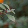 Pyracantha coccinea, fruit