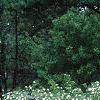 Rhodotypos scandens, habit